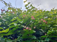 -火炉山森林公园