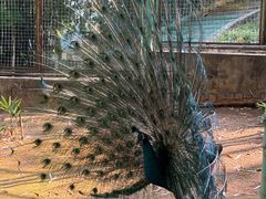 -昆明动物园