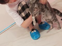 -三花喵·撸猫购宠·宠物生活馆(虹桥南丰城店)