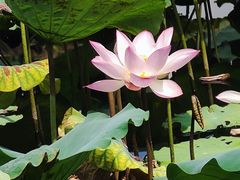 -荔湾湖公园