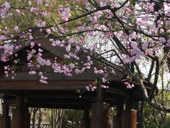 -葑门横街