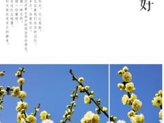 -莘庄梅园