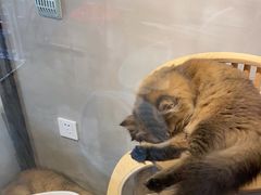 -PETKIT小佩宠物·低压洗护(国顺东路店)