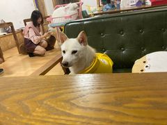 -猫色咖啡·猫咖