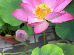 -莲花池公园