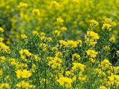 -前小桔亲子创意农场·草莓采摘·露营烧烤