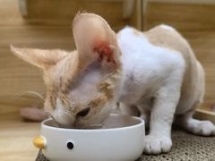 -山宅一喵德文卷毛猫舍