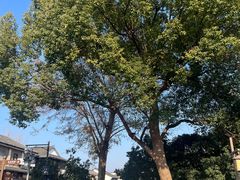 -东梓关景区村庄