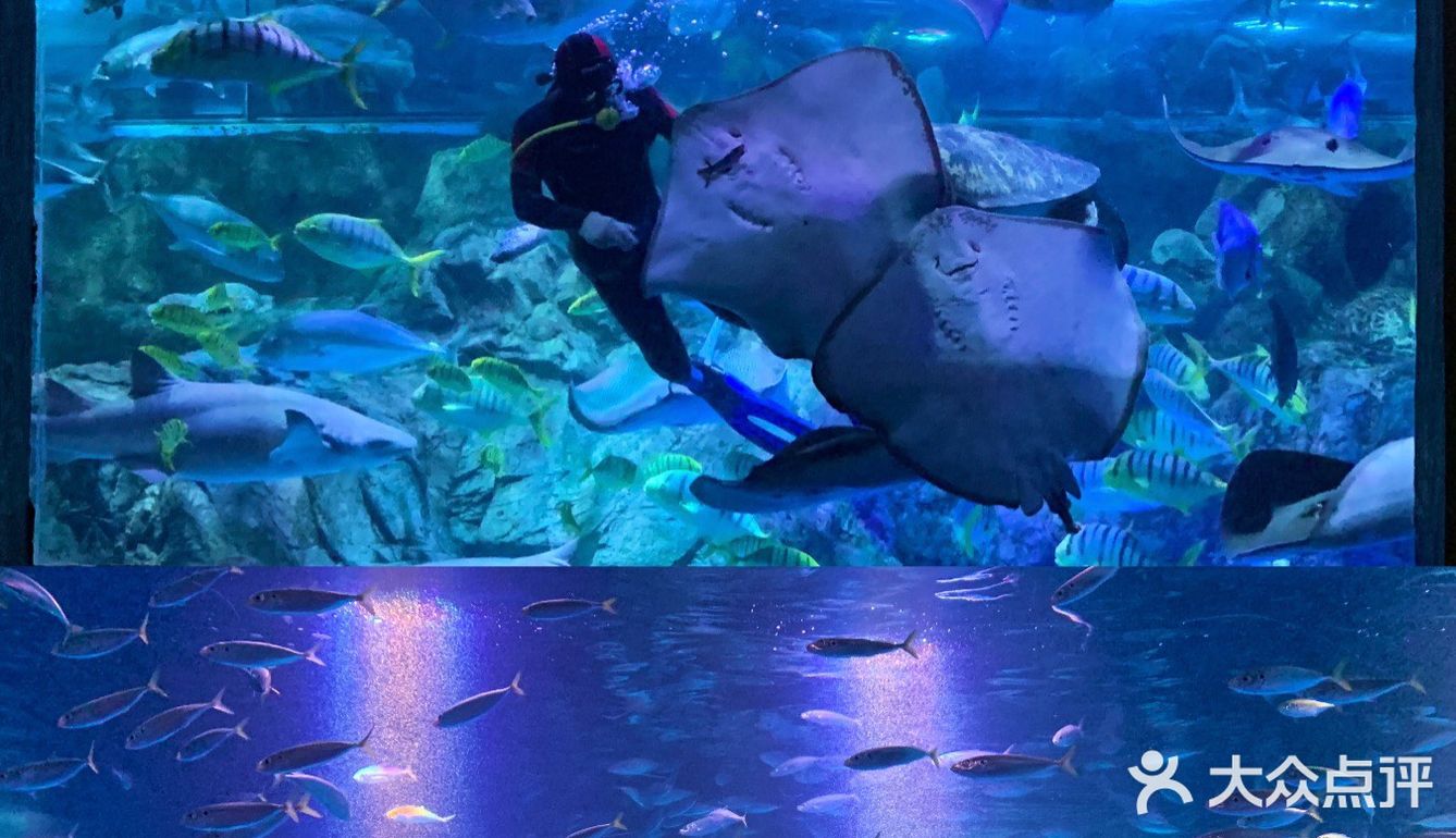 南京海底世界首创沉浸式体验 美人鱼🧜‍♀️再现