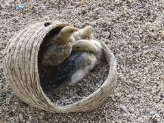 -怪兽屋·羊驼·猫咖·狗咖(俊华广场店)