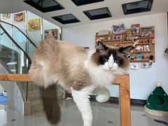 -Catmate·猫肥家润(金润铂宫店)