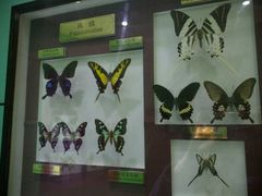 -上海昆虫博物馆