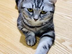 -藏猫猫咖啡主题馆(中央大道店)