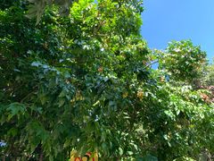 -光明刘冰乳鸽店(光明法政北路店)