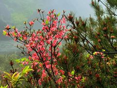 -玉苍山国家森林公园
