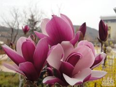 -中国海洋大学（崂山校区）-游泳馆
