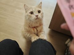 -唐小姐の私宠·宠物洗护美容·撸猫馆·购宠(周浦万达旗舰店)