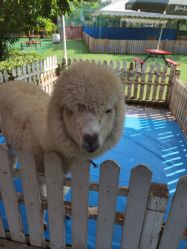 -萌宠亲子动物乐园(槐房万达店)