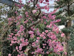 -金科花卉市场
