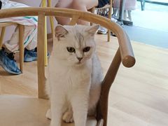 -猫咪派对(江南西店)