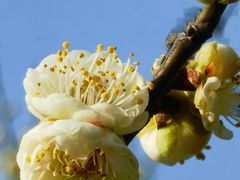 -新虹桥中心花园