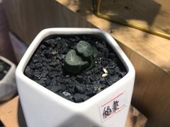 -谷莠子花艺·气球派对·绿植造景·花艺沙龙(金光华广场店)