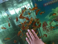 -望湖烤鱼
