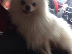 -汪星球宠物生活馆