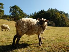 -神户市立六甲山牧场