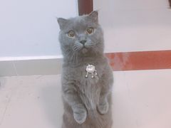 -猫宠乐园·专业洗护