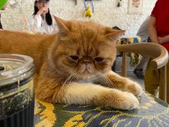 -平行世界·猫咖(首经贸店)