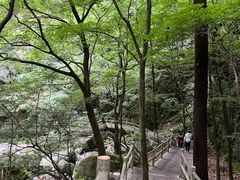 -牛背梁国家森林公园