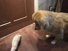 -百好乐宠物友好餐厅(朝外大街店)