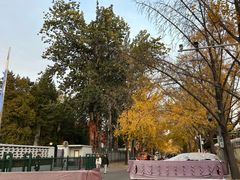 -三里屯东五街银杏大道