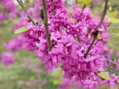 -眉山湿地公园(东坡区)