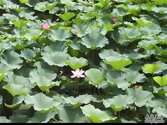-紫竹院公园冰场