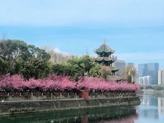 -望江楼公园