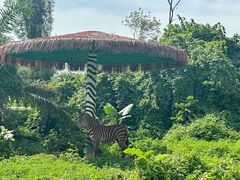 -海南热带野生动植物园