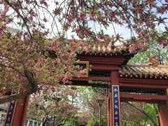 -桃花堤公园