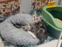 -糯米喵星人总部直营旗舰店·猫舍·幼猫出售