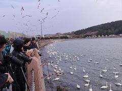 -烟墩角天鹅湖