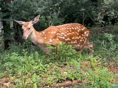 -大连森林动物园