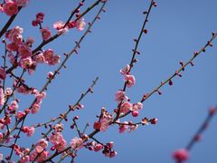 -香雪海