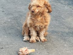 -守英猪脏粉(仓桥街店)