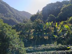 -雁南飞茶田景区