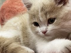 -小猫来了·猫舍(红山六九七九店)