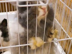 -猫猫幼稚园·撸猫·桌游·电玩
