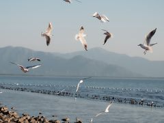 -深圳湾公园(南山区)