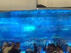 -迪拜水族馆及水下动物园