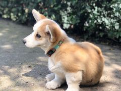 -重庆市江北嘴中央商务区中央公园